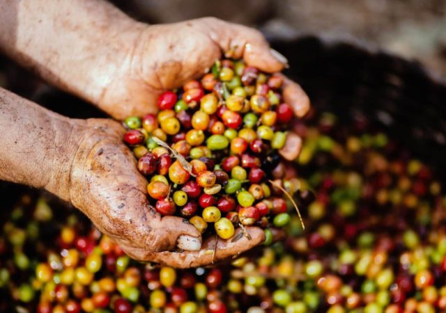 Coffee is facing a sustainability crisis. A Global Coffee Fund would help, say Jeff Sachs and Kaitlin Cordes, Columbia University.