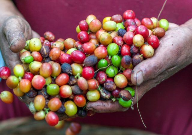 Amelia Nierenberg of the New York Times hosts Matt Swenson, Director of Coffee at Chameleon Cold-Brew, to talk about the tech, standards, and youth that are creating an exciting future for sustainable coffee.