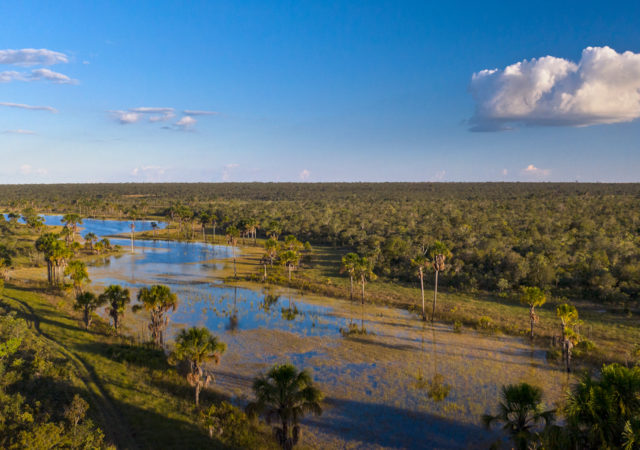 Greenpeace report highlights the ongoing soy expansion in the Amazon’s Cerrado region and what global companies can do to mitigate its negative effects.