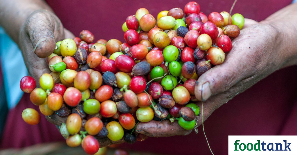Amelia Nierenberg of the New York Times hosts Matt Swenson, Director of Coffee at Chameleon Cold-Brew, to talk about the tech, standards, and youth that are creating an exciting future for sustainable coffee.