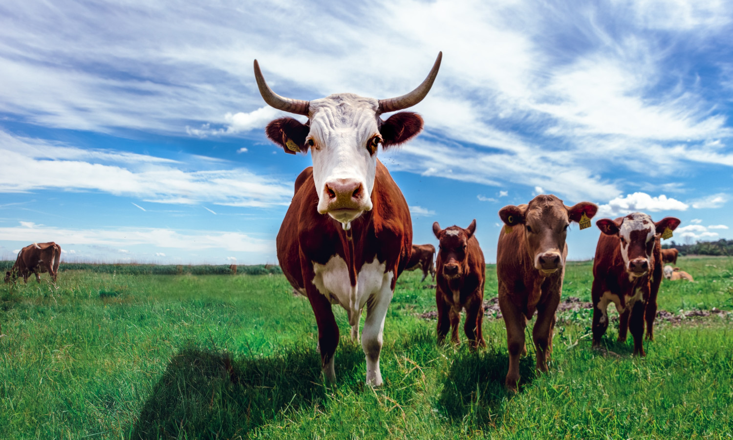 28 Innovative Livestock Farmers Who are Shaping the Future of Protein –  Food Tank