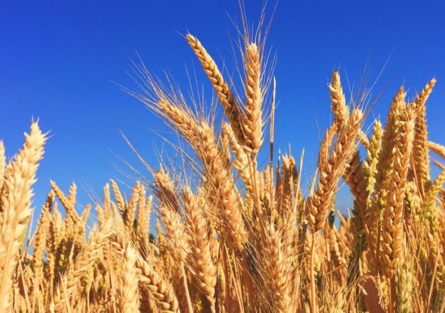 General Mills launches a regenerative wheat farming pilot program in Kansas to train farmers on regenerative practices and encourage 1 million acres to transition by 2030