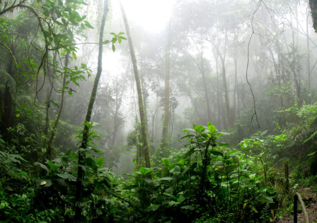 Rainforest experts Dr. Thomas E. Lovejoy and Dr. Carlos Nobre claim that the Amazon rainforest is approaching imminent destruction.