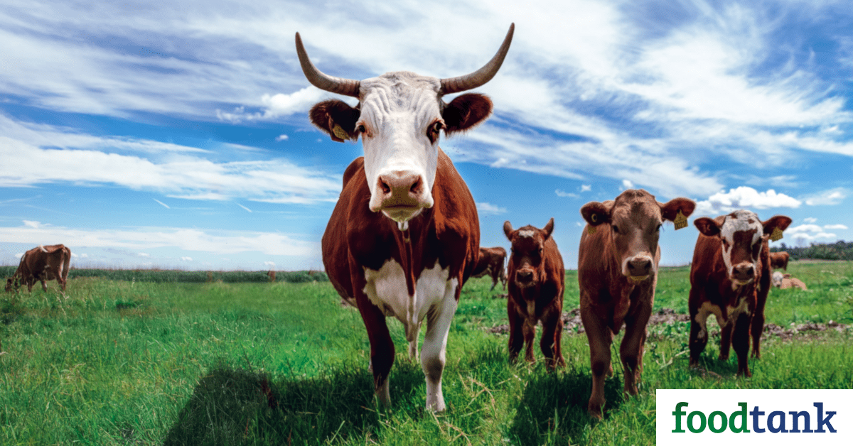 28 Innovative Livestock Farmers Who are Shaping the Future of Protein –  Food Tank