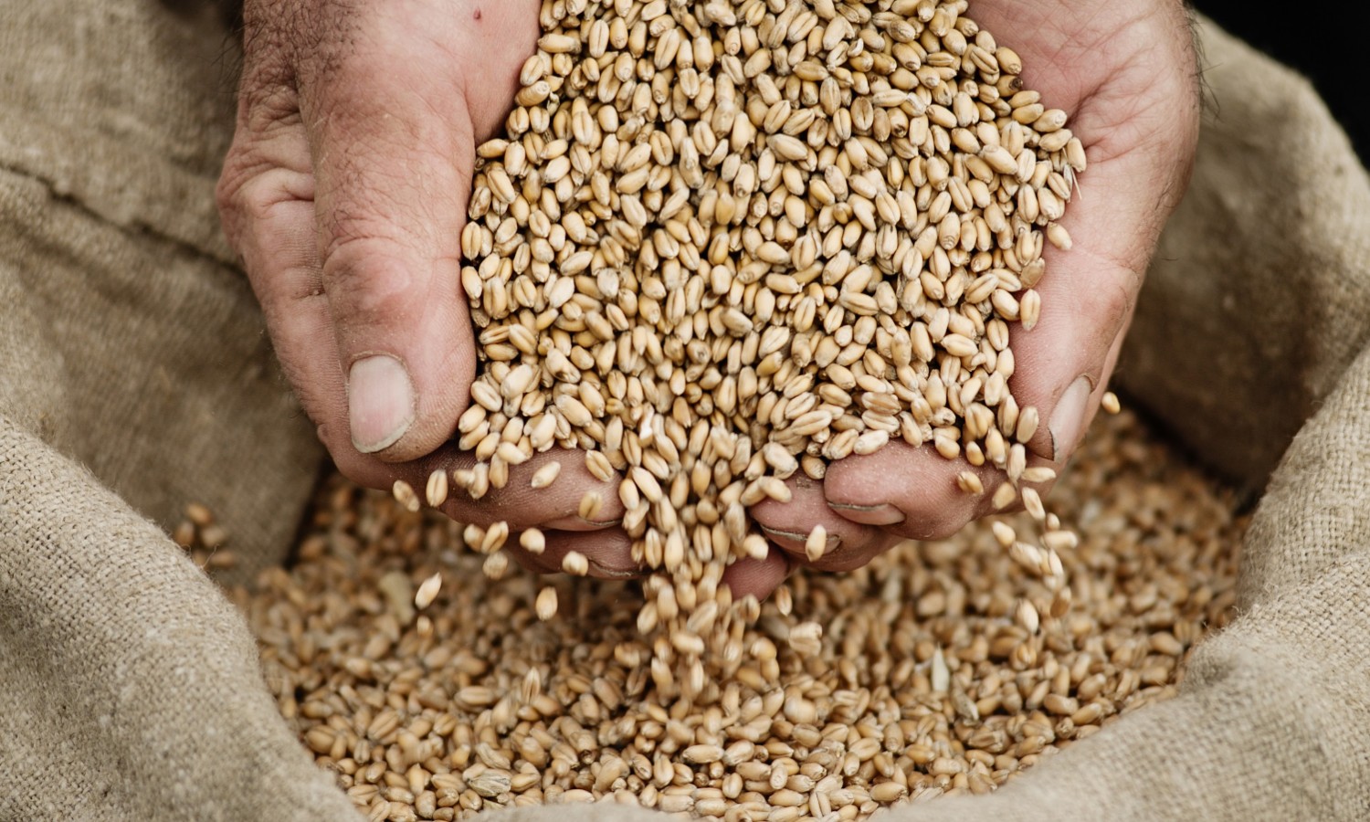 Dry Bean Day: Celebrate the Versatility and Nutritional Power!