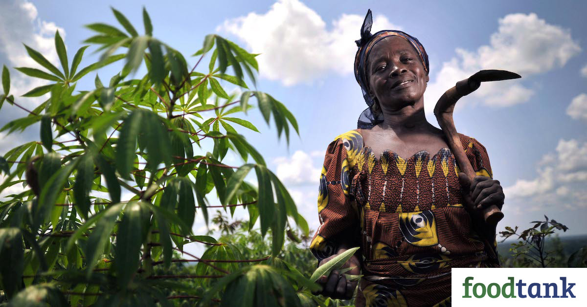 Climate Change Threatens Cassava