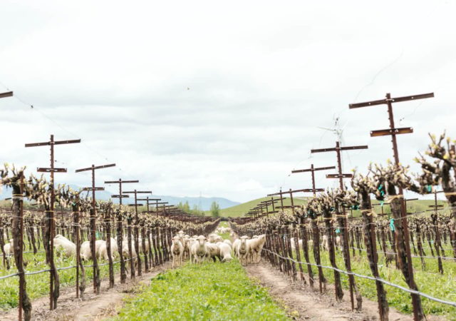 In this month’s Niman Ranch Farmer Friday Feature, we talk with Jeanne McCormack of Dan McCormack Ranch about her family’s lamb ranch in the Montezuma Hills.