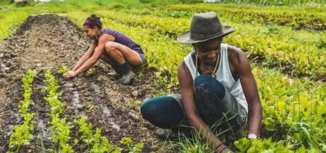 On Juneteenth, a holiday recognizing the end of slavery, A Growing Culture is holding a daylong broadcast to elevate Black voices in the food system.