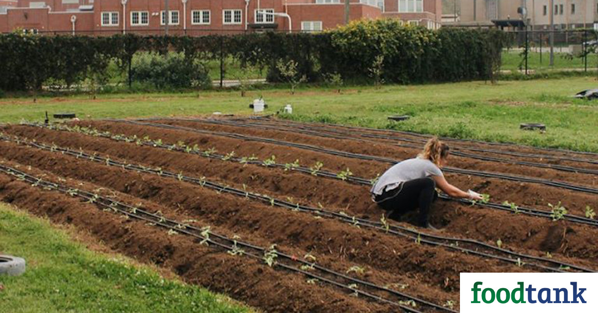 As the coronavirus pandemic has limited in-person interaction, two garden-based education programs in the South are adapting similar approaches to continue to use gardening as an educational tool for students