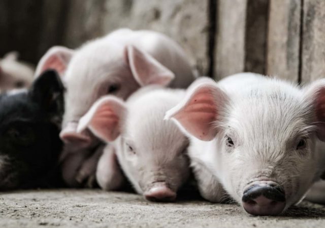 Hog farmers are still working through the long term effects of pork processing COVID-19 related plant closures.