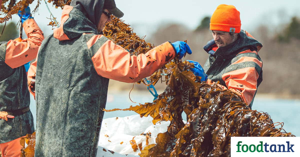 Lobsterers are finding sustainable diverse ways to increase resilience in the face of climate change.
