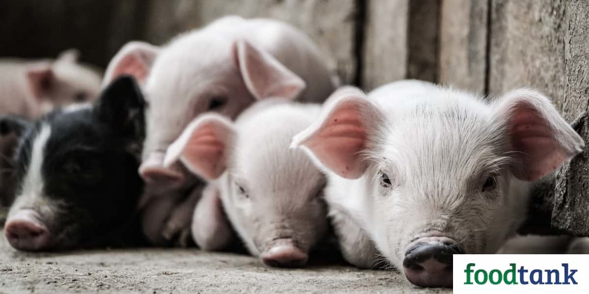 Hog farmers are still working through the long term effects of pork processing COVID-19 related plant closures.