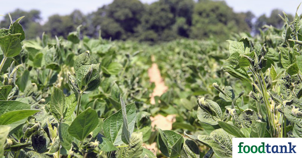Though the herbicide dicamba has been banned by the U.S Court of Appeals, some argue that dicamba is necessary for the livelihood of farmers.