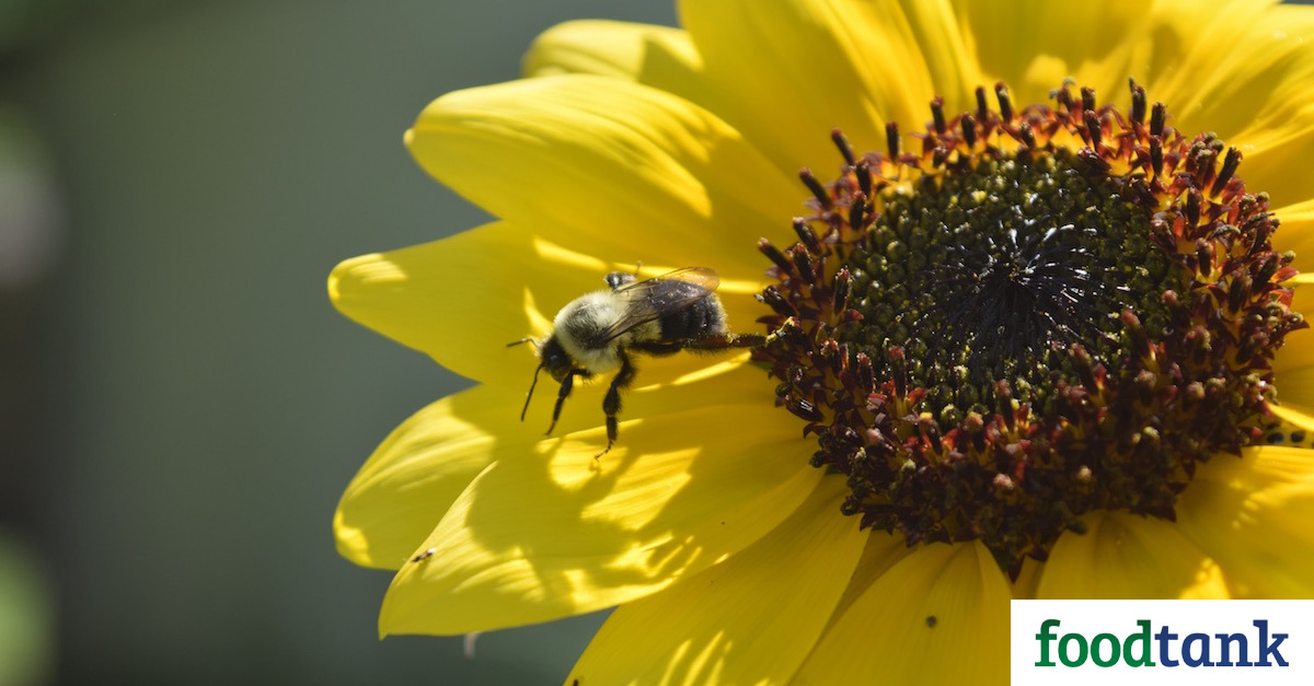 During National Honey Month, Food Tank features 15 organizations working to save the bees worldwide.