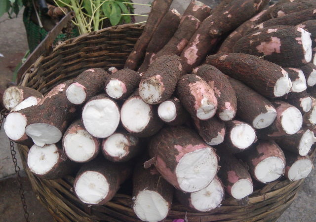 Does Kenya Need GMO Cassava?
