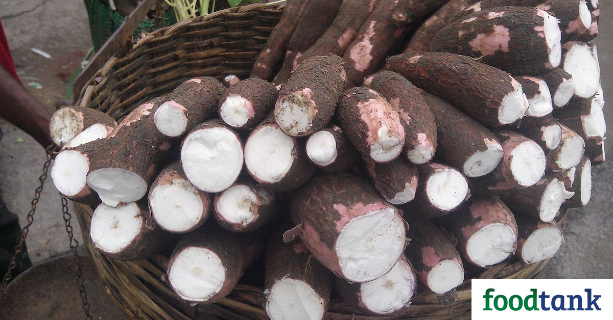Does Kenya Need GMO Cassava?