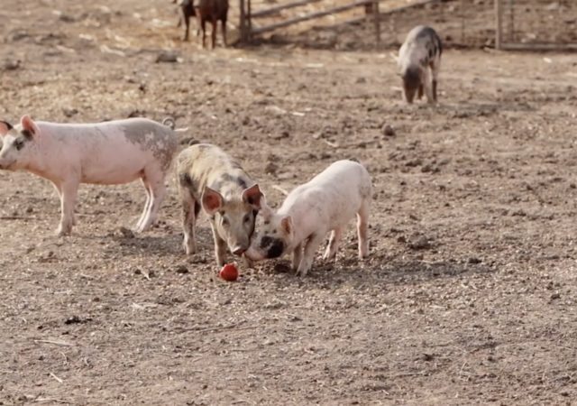 Bigger Is Not Always Better-Farming and Sustainability with Niman Ranch