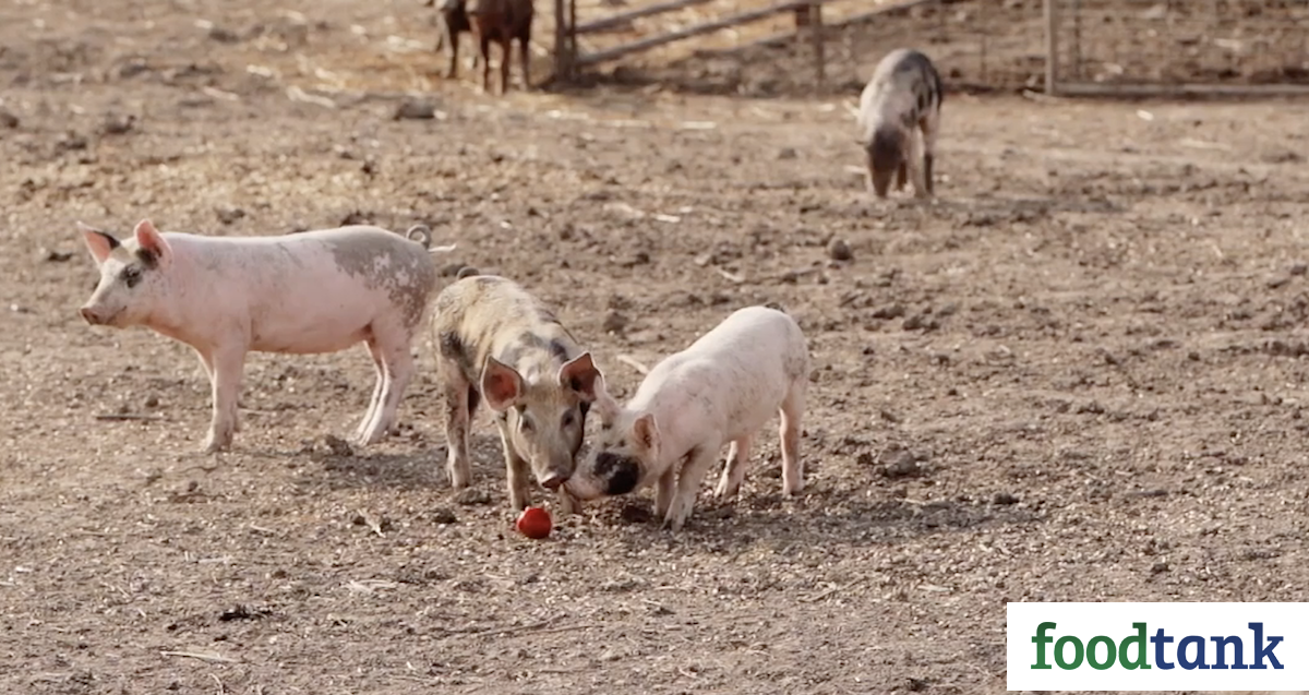 Bigger Is Not Always Better-Farming and Sustainability with Niman Ranch