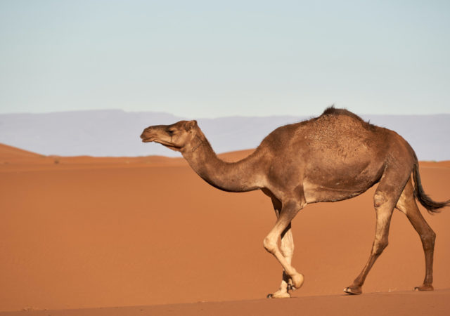 While nutritious, camel milk in Eastern Africa is often contaminated with bacteria. In their recent research project, the Technical University of Denmark finds a way to make a safer camel milk product.
