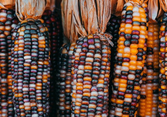 Pinole Blue, an organic blue corn company, is working to honor Mexican heritage while empowering the Rarámuri community.