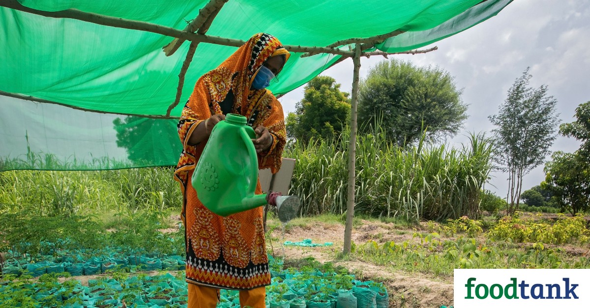 Action Against Hunger’s pilot program is helping women in Sindh, Pakistan become self-sufficient by teaching them how to grow saline tolerant crops.