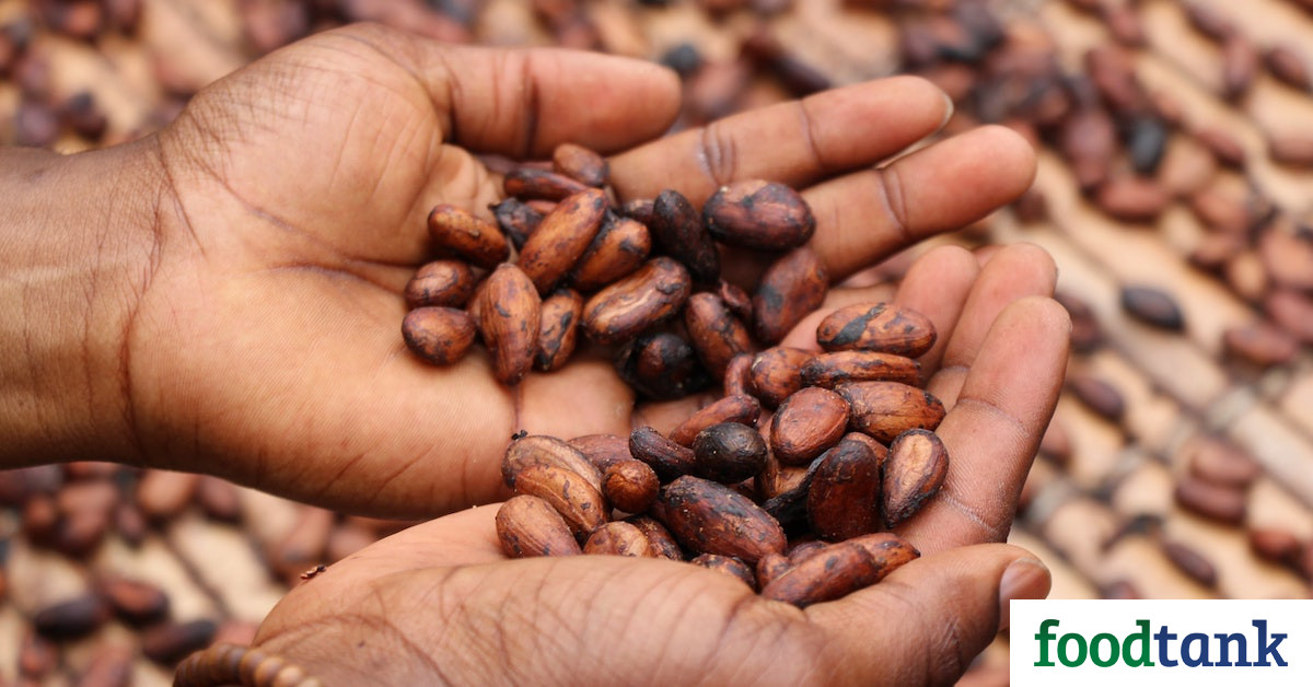 NORC Report Finds 1.6 Million Children Are Engaged in Child Labor in the Cocoa in West Africa Food Tank