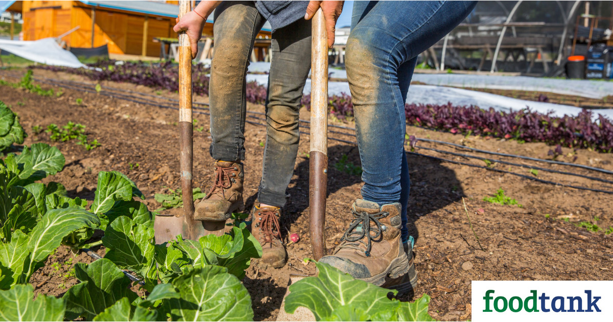 Coastal Roots Farm’s new docu-film shows how the farm uses holistic, organic farming rooted in Jewish values to provide for the community and connect with the earth.