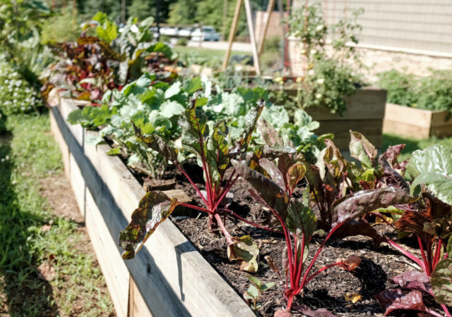 Modern Farmer’s Frank Giustra and Big Green’s Kimbal Musk launch Million Gardens Movement to help Americans grow their own produce.