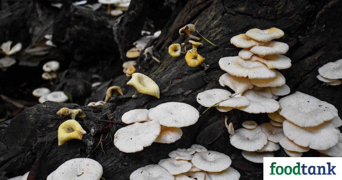 Following California wildfires, ecologists are using mushrooms to extract toxins from polluted soil—a process called “mycoremediation.”