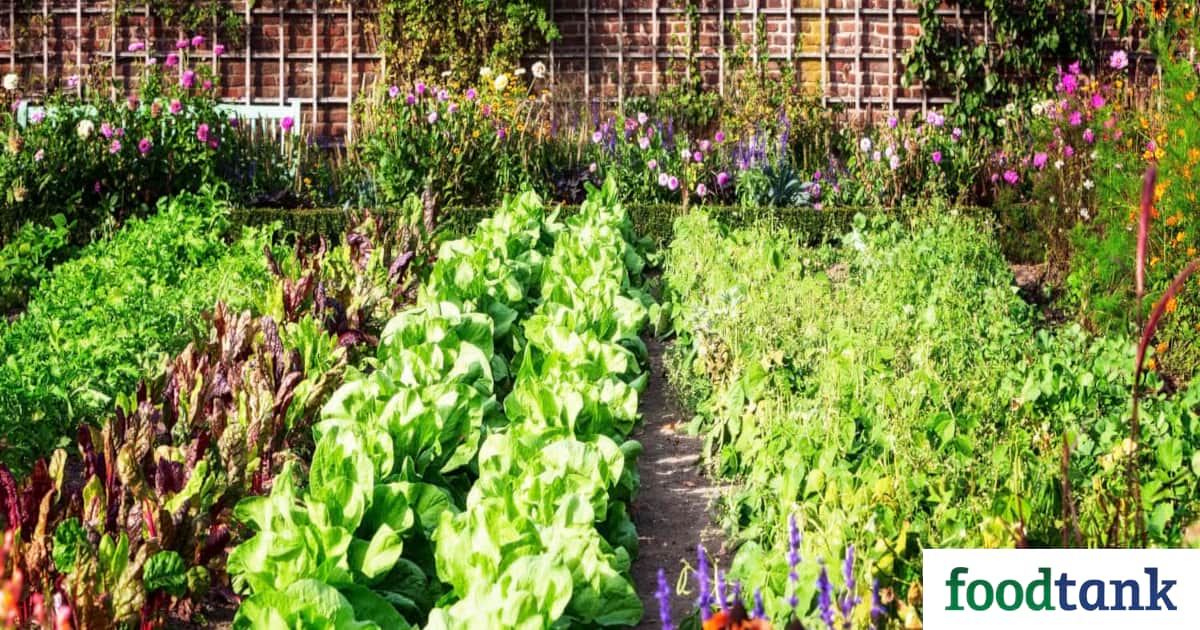 In this new take on victory gardens, thousands of people worldwide are gardening to obtain fresh food while drawing planet-warming carbon into the ground.