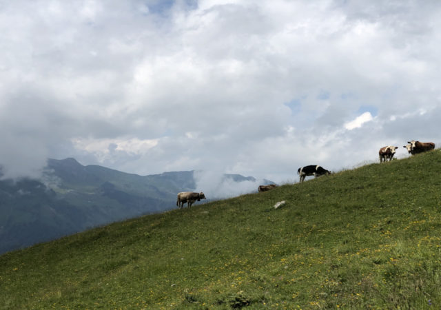 Natural grasslands store carbon and counter climate change, but livestock and pasture expansion is turning the world’s grasslands into carbon sources.