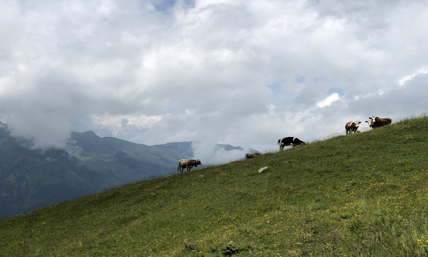 Natural grasslands store carbon and counter climate change, but livestock and pasture expansion is turning the world’s grasslands into carbon sources.