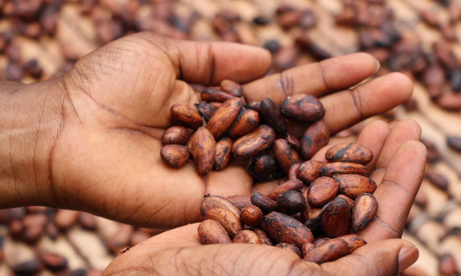 Цены на какао бобы. Руандийский кофе на мировом рынке. Cacao Post. Cocoa Salt Beans. Какао Бобы желтый.