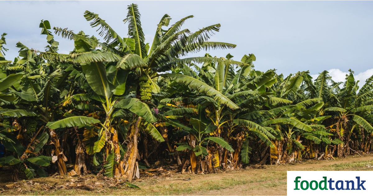 The presence of the Tropical Race 4 disease puts Latin American countries on high alert, threatening banana production in Ecuador, Peru, and Colombia.