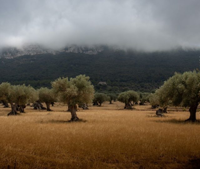 Olivares Vivos, a European- funded project, uses regenerative agriculture to improve biodiversity and increase profitability in Spanish Olive Groves.
