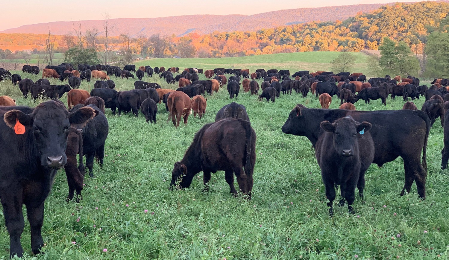 Near Country Provisions delivers high-quality, sustainable meats from local farmers and fishers to doorsteps in D.C., Maryland, and Virginia.