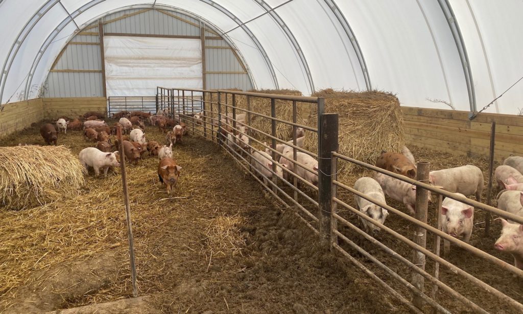 The Next Generation of Hog Farming: “I’d Rather Be the Best Farmer than ...