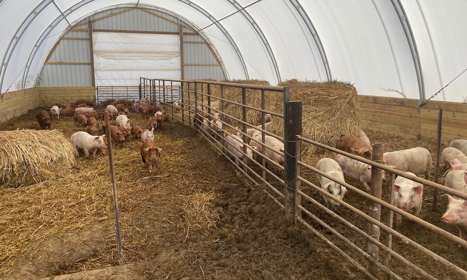 The Next Generation of Hog Farming: "I’d Rather Be the Best Farmer tha...