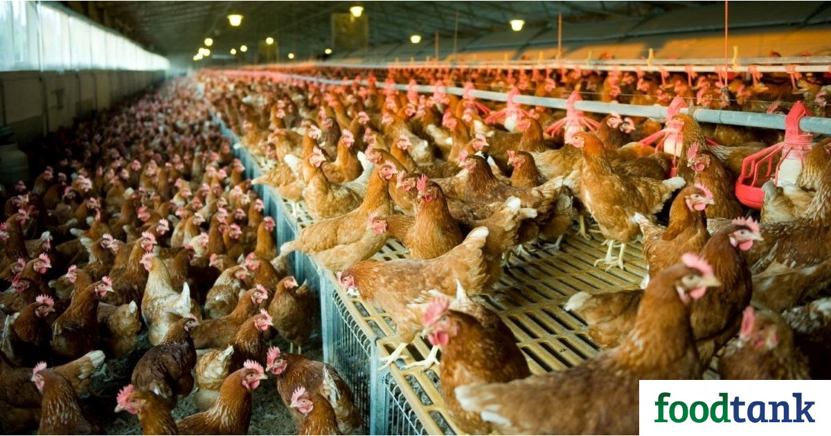 The EU Commission pledges to propose legislation to phase out, and eventually ban, caged farming in Europe by 2027.