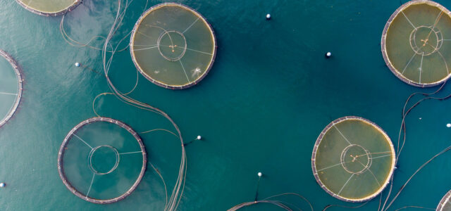 A recent open letter calls on the Biden-Harris administration to revoke an executive order that allows industrial aquaculture to grow unchecked.