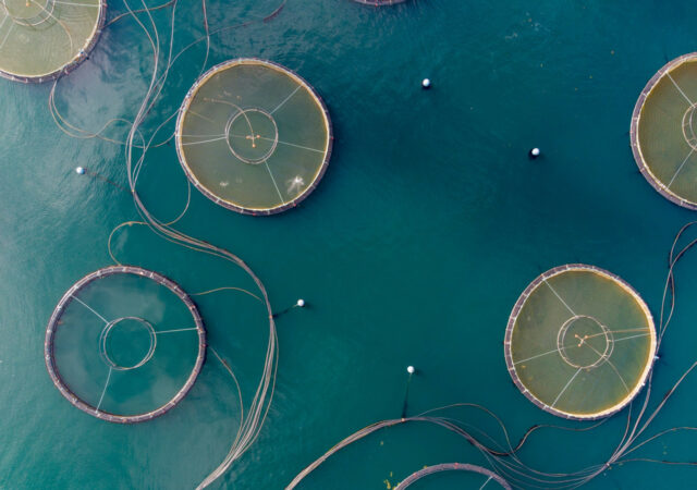 A recent open letter calls on the Biden-Harris administration to revoke an executive order that allows industrial aquaculture to grow unchecked.