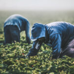 Report Investigates the Past, Present, and Future of Agrochemicals and Environmental Justice