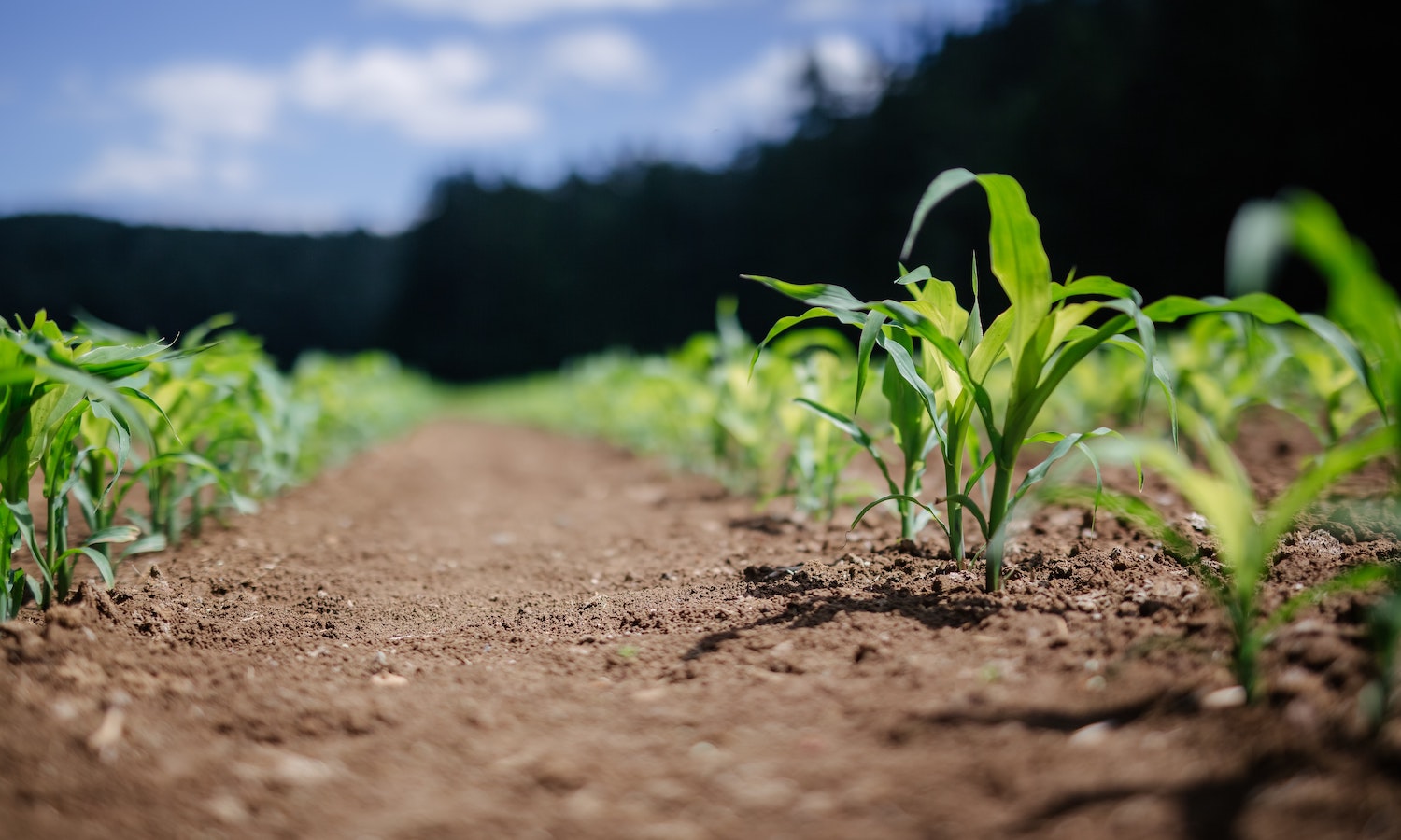 Our Healing Begins in the Soil – Food Tank