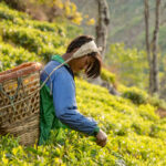 Tea As A Catalyst For Social Change
