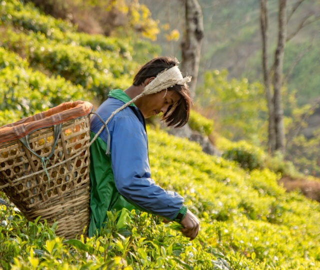 Nepal Tea is a business that aims to expand access to education and employment in its Eastern Nepal community.