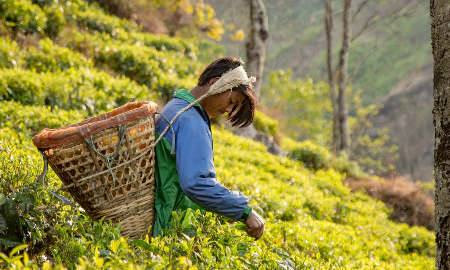 Nepal Tea is a business that aims to expand access to education and employment in its Eastern Nepal community.