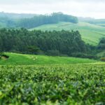 Africa’s Ag-tech Development Fulcrum: Some Dos and Don’ts for African Start-ups