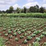 USAID Pledges Nearly $1.3 Billion to Support Food Security in the Horn of Africa