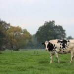 OpEd: The Healthful Mirage: Milk Versus Milk Analogues