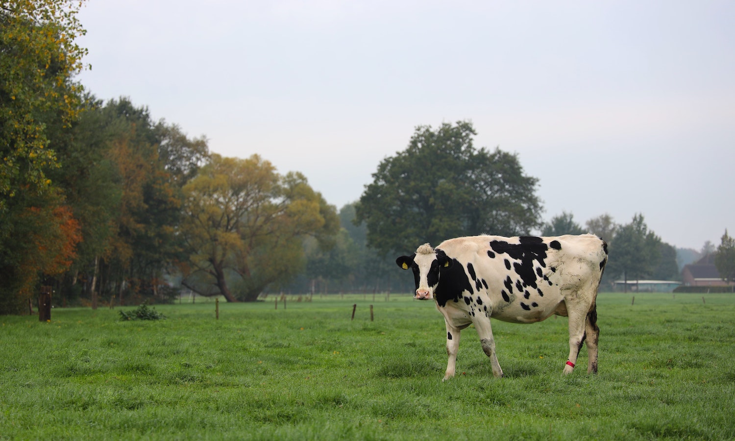 OpEd: The Healthful Mirage: Milk Versus Milk Analogues